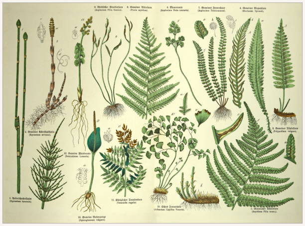 BOTANICA 